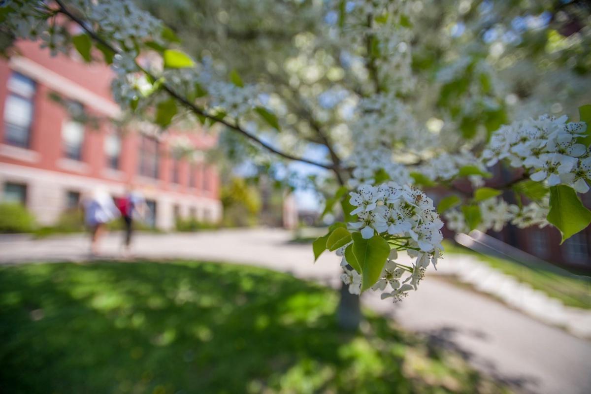 2018年春天，主要研究校园一棵树上的花朵特写, 背景是一座砖房