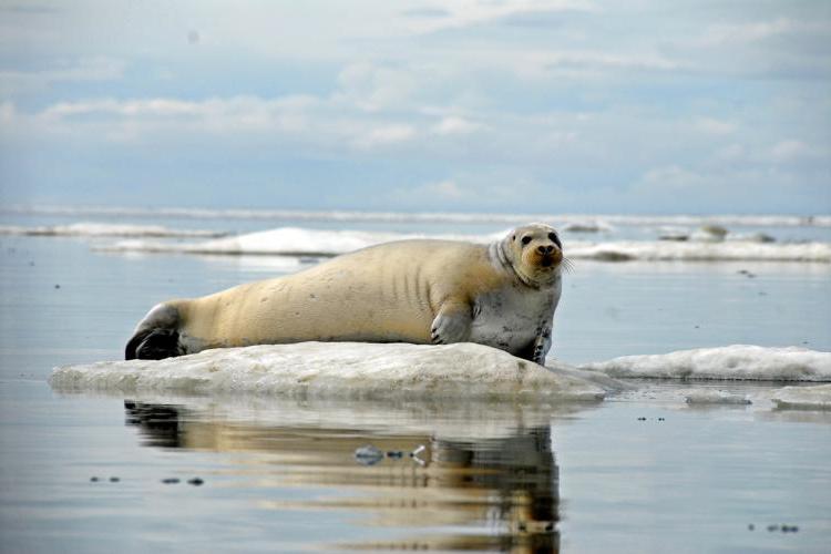 一张有胡须的海豹躺在海冰上的照片