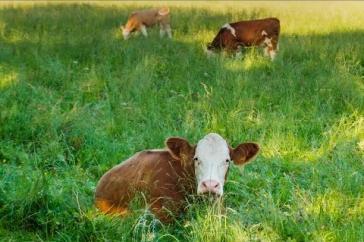 草饲有机乳制品管理可能是新英格兰地区恢复活力的关键