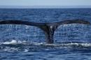 Whale tale emerges from ocean surface. 