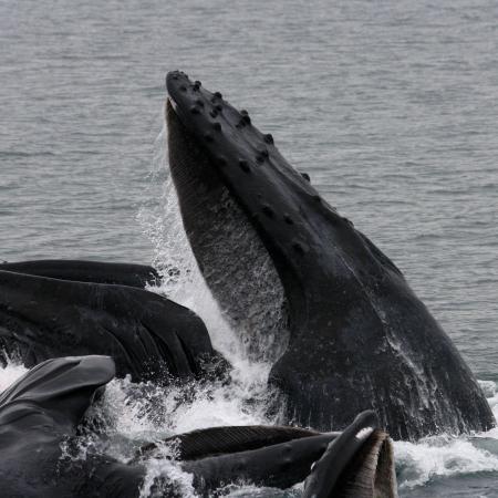 一张座头鲸前来觅食的照片.