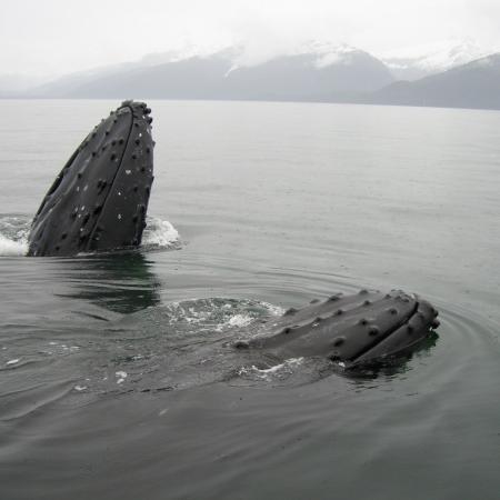 阿拉斯加座头鲸前来觅食的照片.
